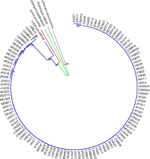 Figure  1. Phylogenetic analysis of Liriomyza sativae specimens using the Cytochrome oxidase subunit I  (cox I) locus