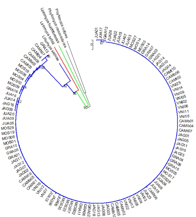 Figure  2. Phylogenetic analysis of Liriomyza sativae specimens using the Cytochrome oxidase subunit I  (cox I) locus