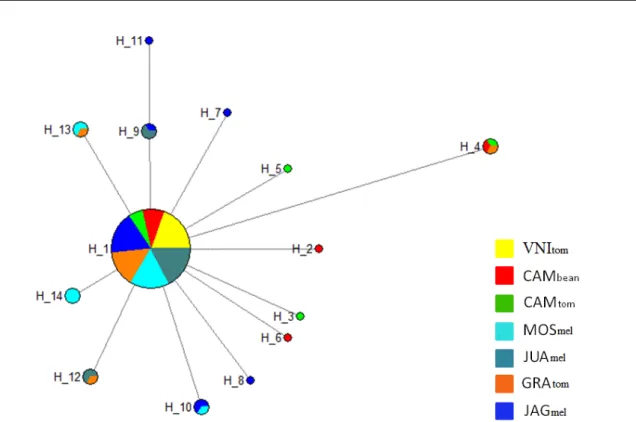 Figure 3. Haplotype network of Liriomyza sativae showing 14 interconnected haplotypes