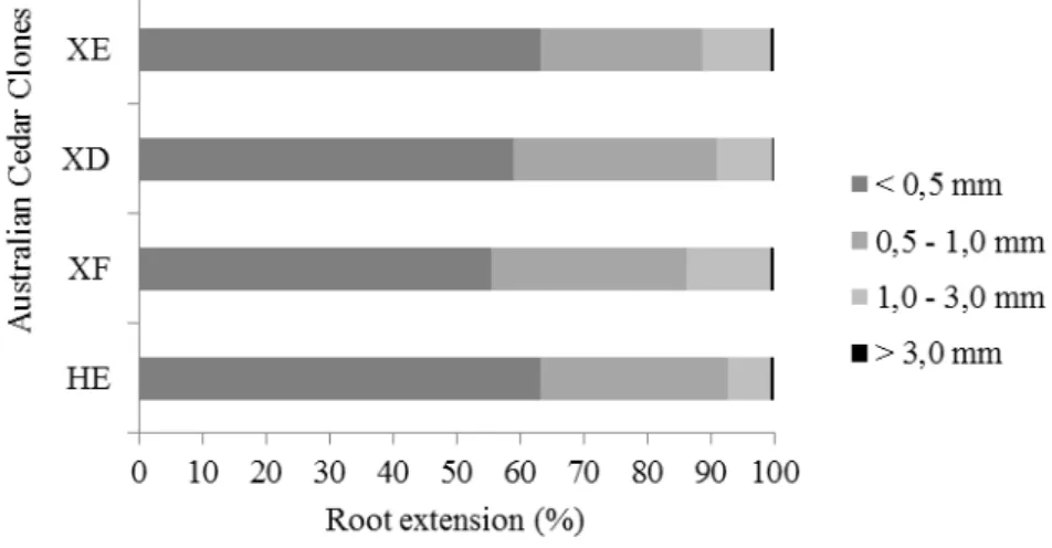 Figure 1. Root extension in different diameter classes for the four Australian cedar clones.