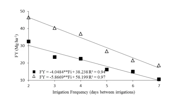 Figure  5. Fruit yield (FY) of tomatoes as a function of irrigation frequency. Fortaleza, State of Ceará, Brazil