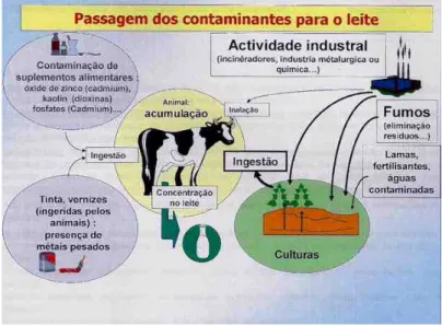 Figura 3 – Passagem de contaminantes de origem industrial e ambiental para o leite cru