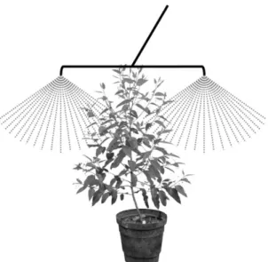 Figure 1. Application of liquid fertilizer and glyphosate to a eucalypt plant. 
