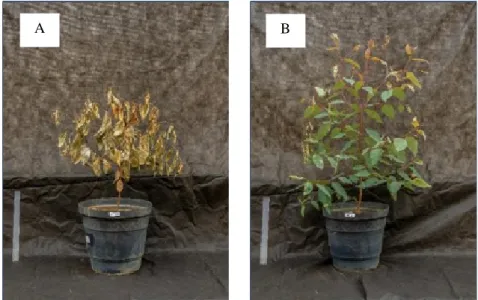 Figure  2. Eucalyptus plants treated with 2,160 g ha -1  of glyphosate: without liquid fertilizer (A) or mixed with 8 L ha -1  of  liquid fertilizer (B) at 49 DAA