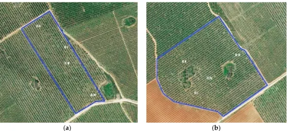 Figure 1. Geographical distribution of sampling blocks (total of four different blocks, from B I to B IV)  considered  for  both  ‘Cobrançosa’  (a)  and  ‘Galega  Vulgar’  (b)  cultivars