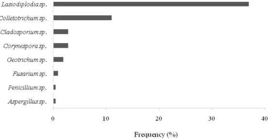 Figure  1. Frequency of quiescent fungi detected under ambient atmosphere in papayas cv