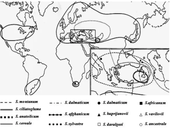 Figura 1.1: Distribuição geográfica do género Secale (Adaptado de Chikmawati et al., 2006) 