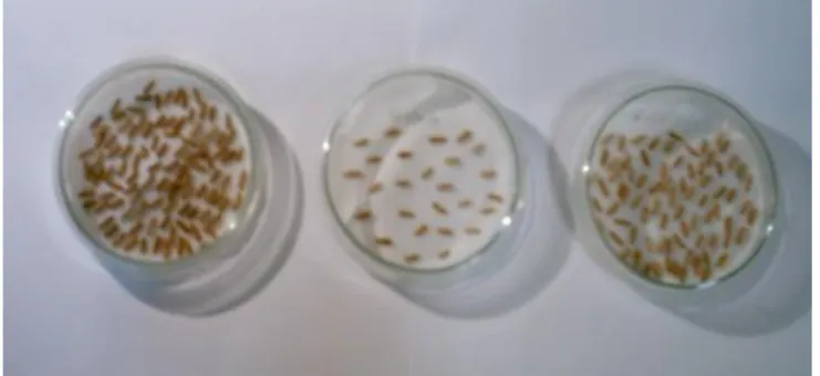 Figura 3.1: Grãos de centeio a germinar em placas de Petri 