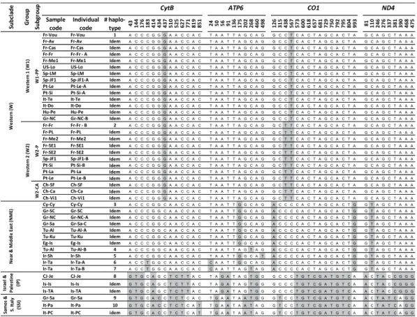 Figure 1.  Mitochondrial haplotypes obtained using CytB, ATP6, CO1 and ND4 gene sequences within the  subset of 35 representative samples of X