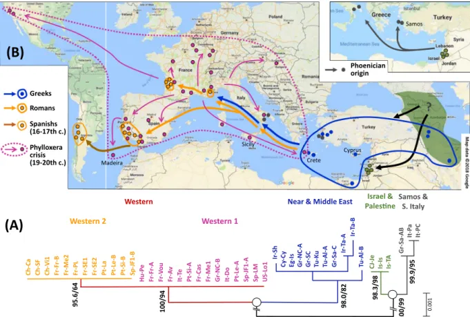 Figure 2.  Phylogenetic tree and correlative hypothesis on the dissemination routes of X