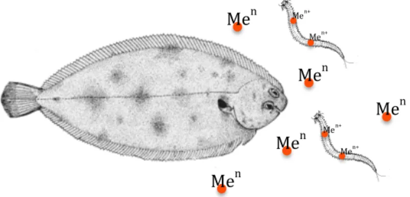 Figure  1.2 Schematic representation of the bioaccumulation process. A marine flatfish is  exposed to a metal (Me n+ ) through the medium and through the diet