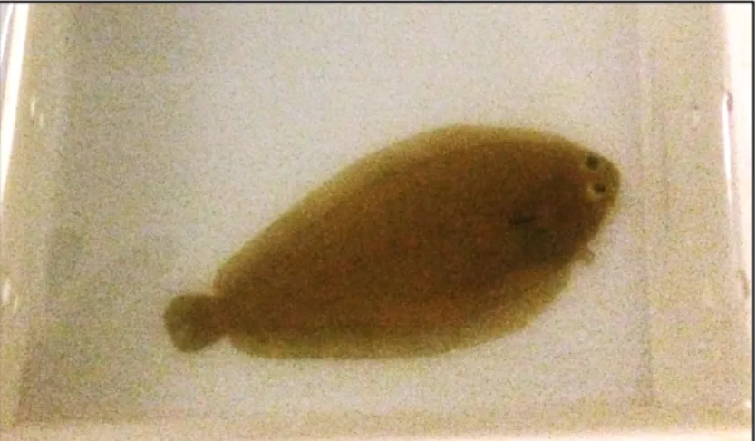 Figure  1.7  Solea  senegalensis  juveniles  used  in  the  present  study  during  acclimation  period