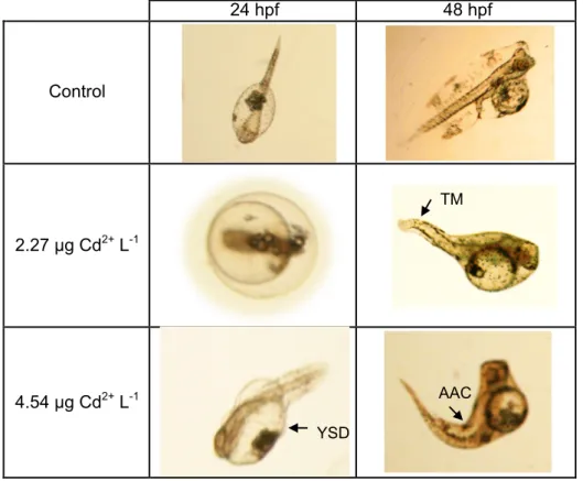 Figure  2.3  Morphological  malformations  of  Solea  senegalensis  embryos  and  larvae  exposed to different concentrations of free Cd 2+ 