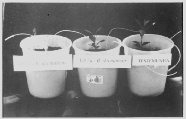 FIGURA 2. Efeito de diferentes proporções de B. decumbens sobre o sistema radicular do porta-enxerto de limão cravo.