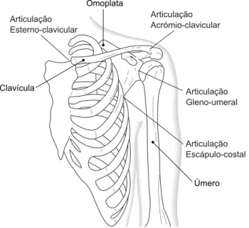Figura 3.12: Vista anterior do complexo articular do ombro esquerdo: Articulações [33].