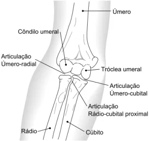 Tabela 3.5: Amplitude média dos movimentos do complexo articular do ombro, a partir da posição anatómica (adaptado de [38]).