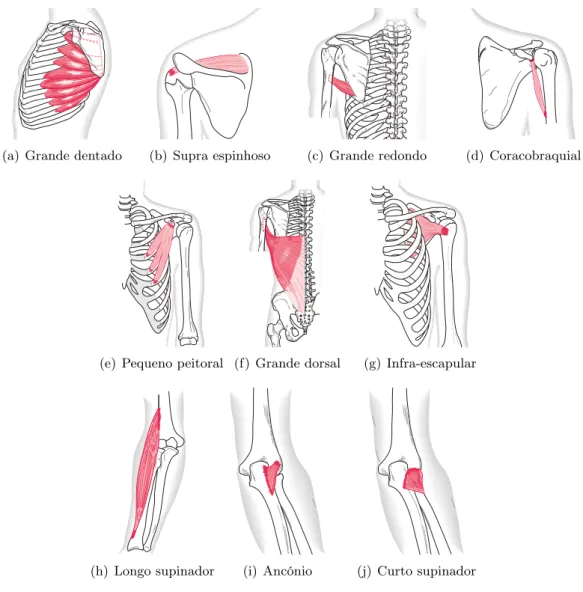 Figura 3.19: Alguns músculos do membro superior [33]: (a) Vista lateral esquerda do ombro esquerdo