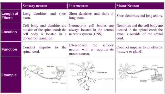 Table 1 – The different types of neurons found in the nervous system.  