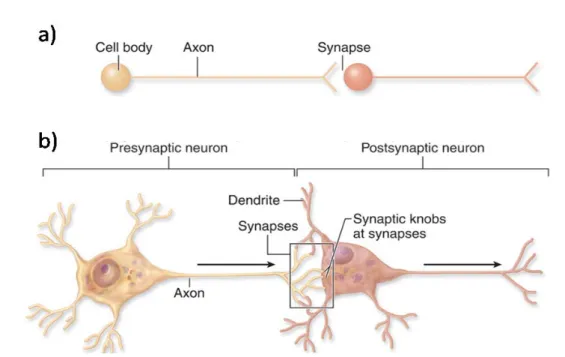 Figure  3  –  The synapse.  a) Simplified representation of a synapse; b) The prefixes "pre-" and "post-" 
