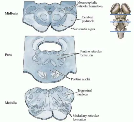 Figure 9 – The brainstem reticular formation. The location of the reticular formation in relation to some other  major landmarks at different levels of the brainstem