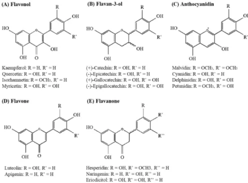 Figure  1.2.  Structures  of  the main  classes  of  flavonoids:  (A)  Flavonol,  (B)  Flavan-3-ol,  (C)  Anthocyanidin,   (D) Flavone, and (E) Flavanone