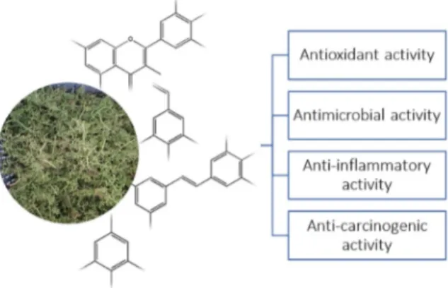 Figure 1.6. Grape stems biological activities. 