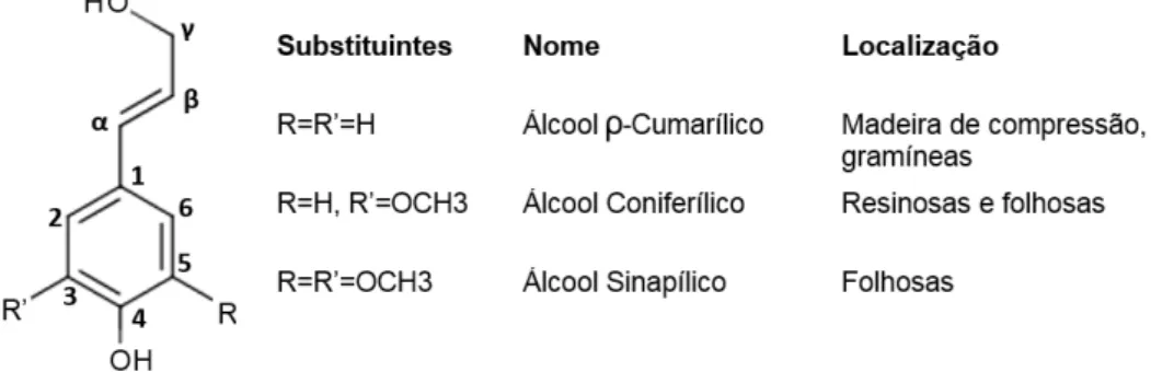 Figura 2.4: Unidades derivadas do fenilpropano constituintes da lenhina.(Adaptado de [16])