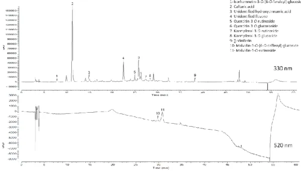 Figure III.2 - Representative RP-HPLC–DAD chromatogram of grape (Vitis vinifera L.) stems at 330 (phenolic  acids and flavonoids) and 520 nm (anthocyanins) of Tinta Barroca variety at Day 16