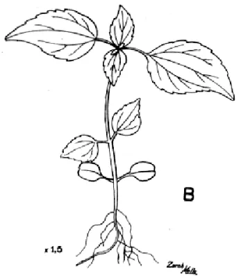 Figura 2C. Gnaphalium spathulatum Cain.