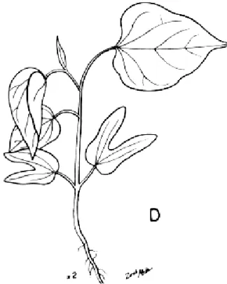 Figura 2E. Ipomoea cynanchifolia Meissn.