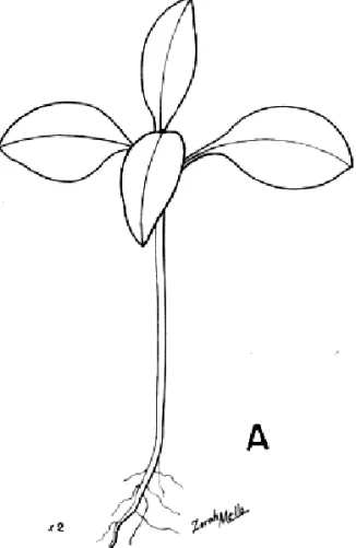 Figura 1A. Alternanthera ficoidea (L.) R.Br.