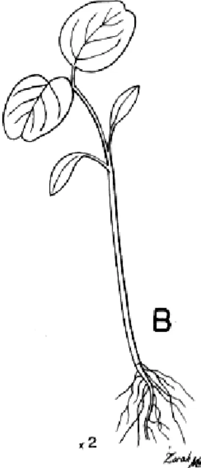 Figura 1B. Amaranthus deflexus L. Al be rs ia pr os tr at a K un th . Fl or . Berol. 2:144,1838