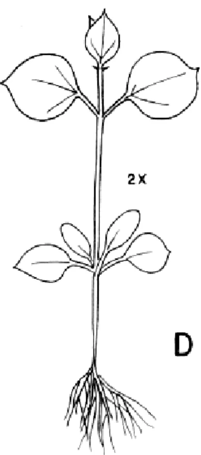 Figura 1D. Drymaria cordata.
