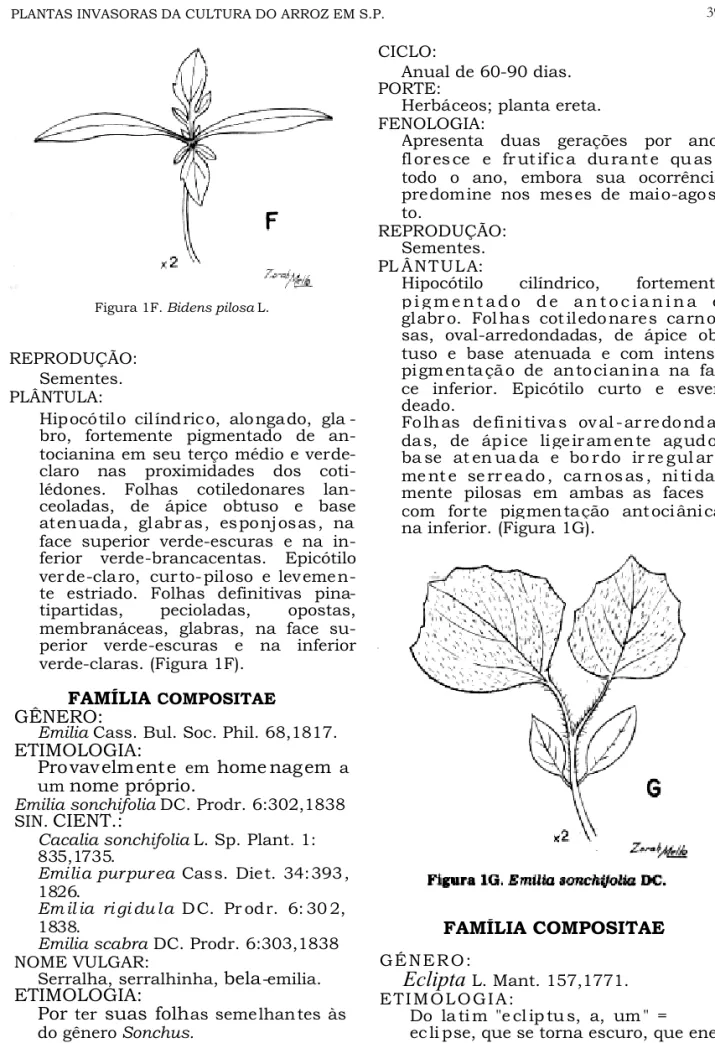 Figura 1F. Bidens pilosa L.