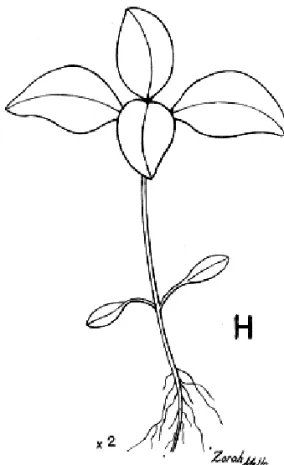 Figura 1H. Eclipta alba Harsk.