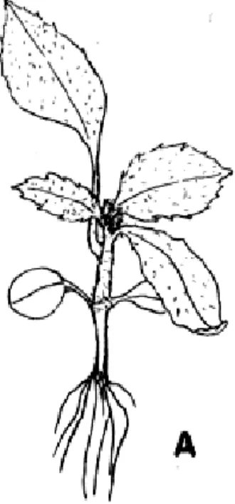 Figura 2A. Erechtites valerianaefolia