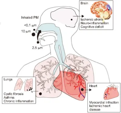 Figure  2.12:  Diagrammatic  representation  of  inhaled  particulate  matter  of  variable  sizes  and  PM-linked  respiratory,  cardiovascular, and neurological diseases (adapted from Zaheer et al., 2018) 