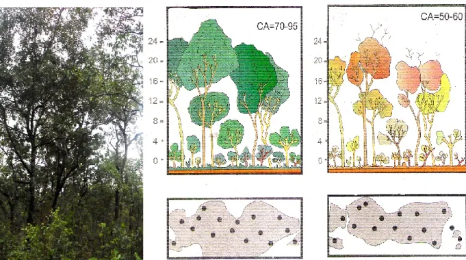 Figura  1.  Vegetação  da  Reserva  Legal  (RL)  de  Floresta  Estacional  Semidecídua,  diagrama  do  seu  perfil (altura média de 25m) e de sua cobertura arbórea (CA=70-95% estacação chuvosa e  CA=50-60% na estação seca)