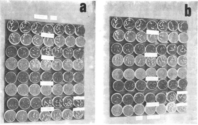 Figura 1 - Resultado do bioteste, aos oito dias após a primeira semeadura, com uma repetição de cada tratamento, com 60 mm de chuva (a) e com 120 mm de chuva (b).