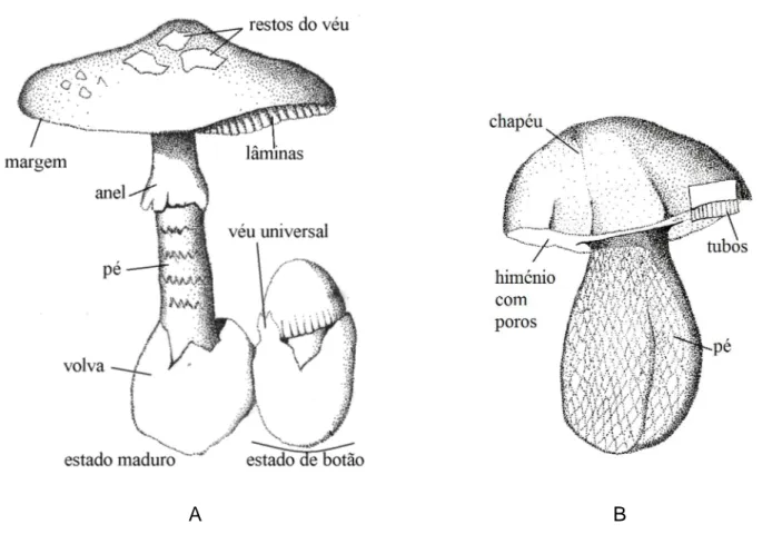 Figura 2. Estrutura de cogumelos com lâminas (A)  e com poros (B) 