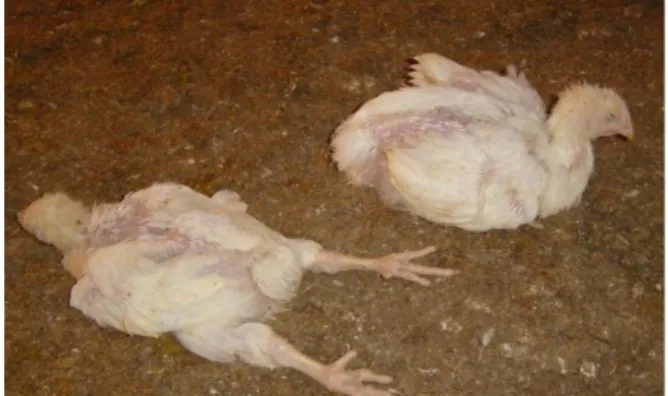 Figura  9  -  Aves  com  sinais  clínicos  da  doença  de  Gumboro.  As  aves  apresentam-se  esgotadas,  prostradas  com  penas  eriçadas,  levando  à  morte  (Fotografia  gentilmente  cedida  pelo  Eng