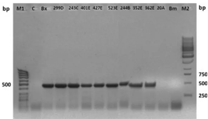 Fig. 2. E ﬃ cacy of the detection of Bursaphelenchus xylophilus by ITS-PCR method in wood samples, taken from adult Pinus pinaster trees, previously assessed as positive, negative and not conclusive using morphological identi ﬁ cation method