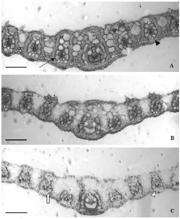 Figure 1 - Leaf blade cross sections of signalgrass hay non-treated with urea and submitted to in vitro digestion