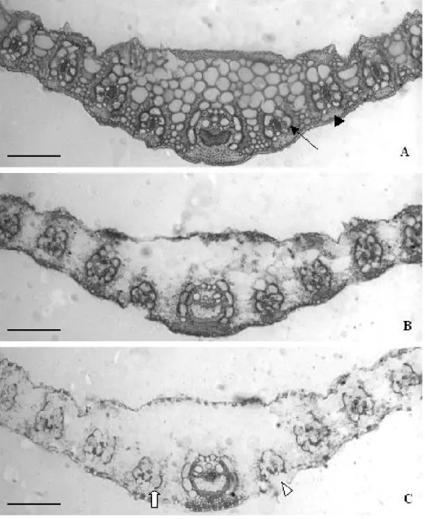 Figure 2 - Leaf blade cross sections of signalgrass hay treated with 80 g urea/kg DM and submitted to in vitro digestion