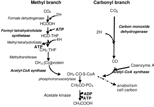 Figure 1 - The reductive acetogenesis pathway. Adapted from Drake (1994).