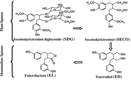 Figure 1 - Chemical structures of the plant lignan secoisolariciresinol diglucoside and its metabolites.