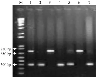 Figure 4 - Agarose gel electrophoresis (1%) of PCR products amplified from goat genomic DNA