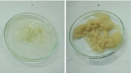 Tabela 1. Produção da fração I e II da biomassa em função da fonte de carbono por L. theobromae.