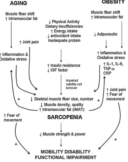Figure 1 - A proposed model by Vincent, Raiser, and Vincent (2012) of the contributing major factors to muscle mass insufﬁciency  and sarcopenia in obese older adults (AOX, antioxidant; IGF, insulin like growth  factor; IMAT, intramuscular adipose ti ssue;