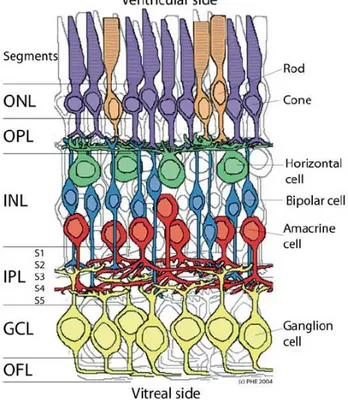 Fig.  1.2.  Schematic  enlargement  of  the  neuronal  retina.  Outer  Nuclear  Layer  (ONL),  containing  the  photoreceptors rodes and cones; the Inner Nuclear Layer (INL), containing the horizontal, bipolar and amacrine  cells and the Ganglion Cell Laye